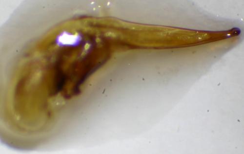 Ophonus brevicollis